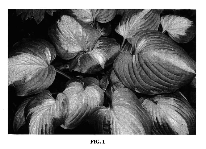 Figure 1 of US plant patent PP17295, the photograph of Cathedral Windows printed in the patent.