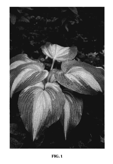 Figure 1 of US plant patent PP17296, the photograph of Hollywood Lights printed in the patent.