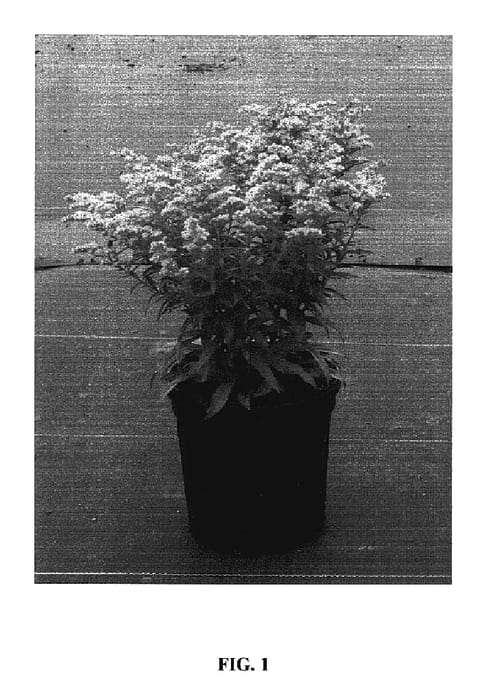 Figure 1 of US plant patent PP17297, the photograph of Dansolitlem printed in the patent.