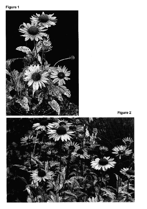 Figure 1 of US plant patent PP17298, the photograph of Sparkler printed in the patent.