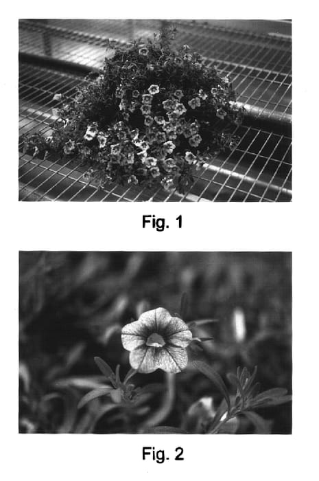 Figure 1 of US plant patent PP17299, the photograph of Kakegawa S80 printed in the patent.