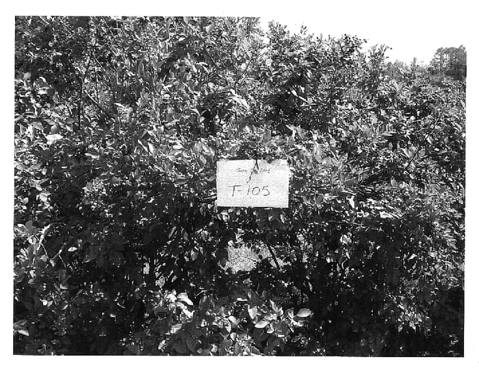 Figure 1 of US plant patent PP17300, the photograph of Ochlockonee printed in the patent.