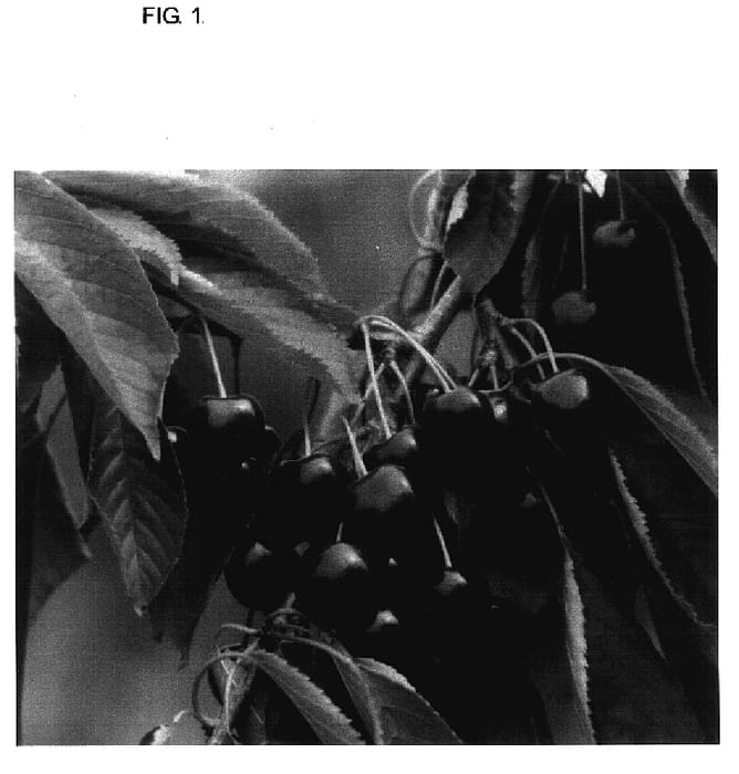 Figure 1 of US plant patent PP17301, the photograph of Ridgewood Cherry printed in the patent.
