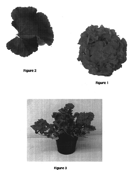 Figure 1 of US plant patent PP17302, the photograph of Geranium plant named Freedom printed in the patent.