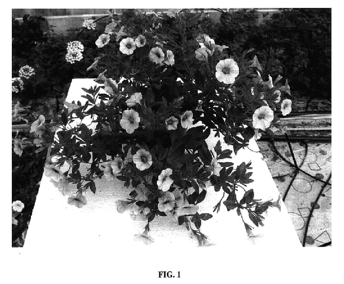 Figure 1 of US plant patent PP17303, the photograph of Cal Goldey printed in the patent.