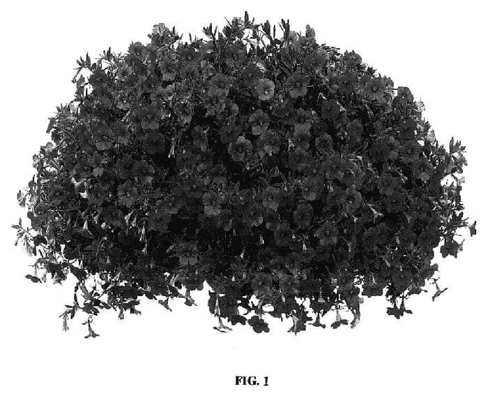 Figure 1 of US plant patent PP17304, the photograph of Cal Corink printed in the patent.