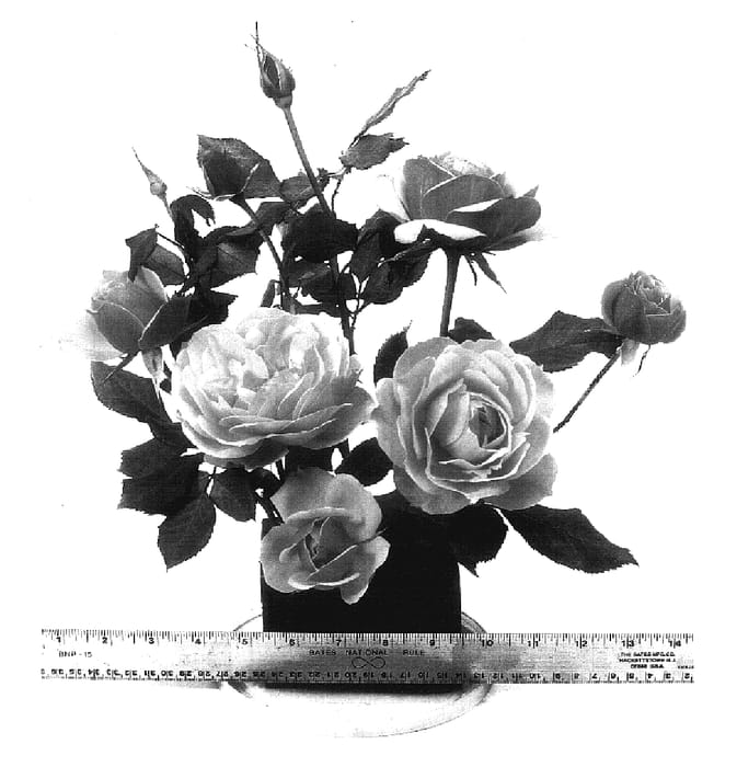 Figure 1 of US plant patent PP17305, the photograph of WEKosupalz printed in the patent.