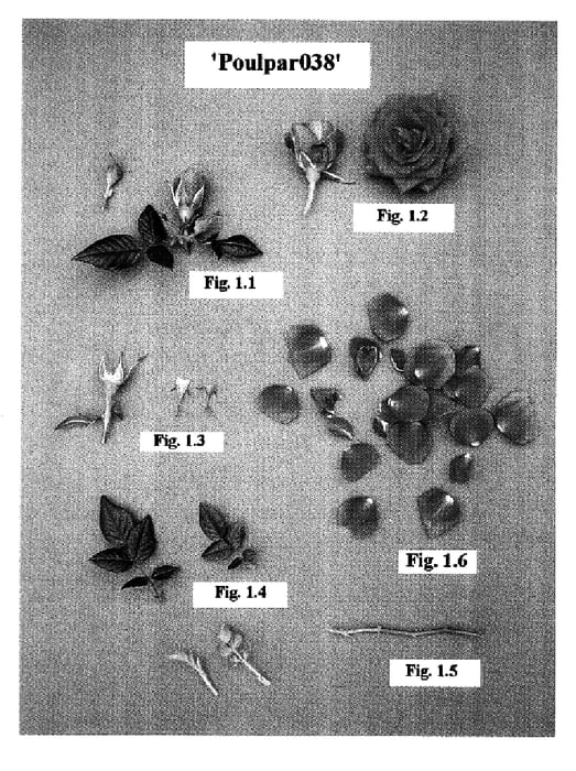 Figure 1 of US plant patent PP17306, the photograph of Poulpar038 printed in the patent.