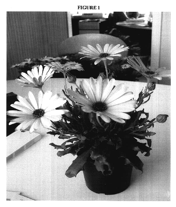 Figure 1 of US plant patent PP17307, the photograph of Sunny Florence printed in the patent.