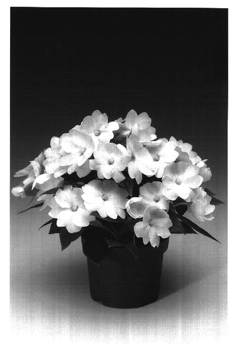Figure 1 of US plant patent PP17308, the photograph of Ingbwit printed in the patent.