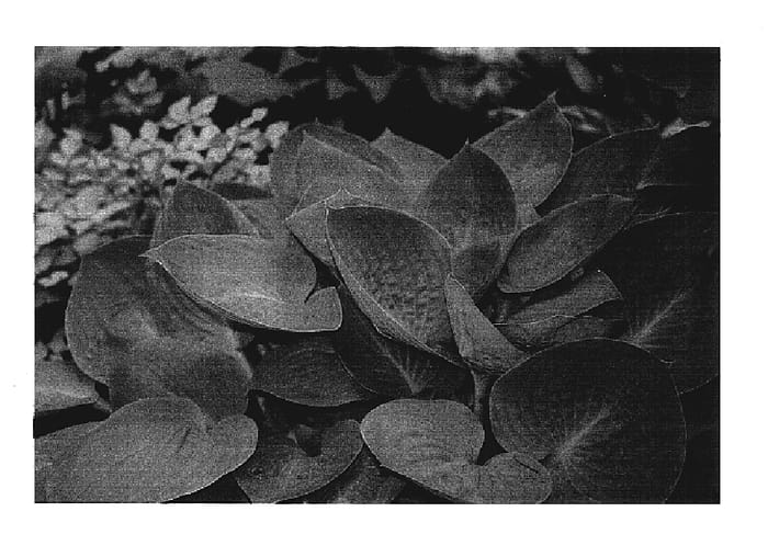 Figure 1 of US plant patent PP17309, the photograph of Prairie Sky printed in the patent.