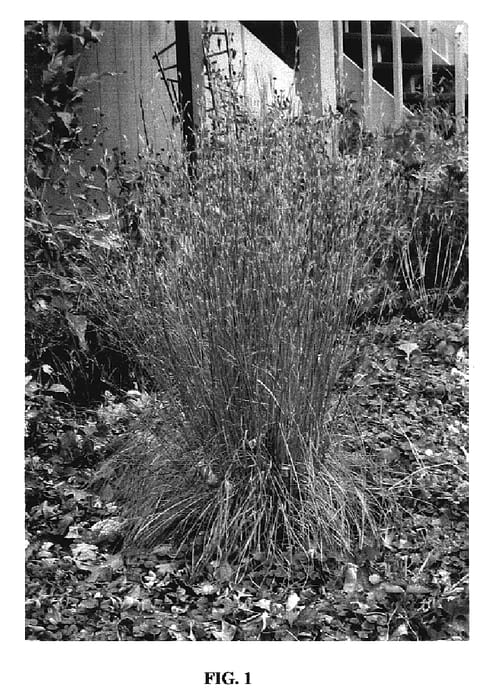 Figure 1 of US plant patent PP17310, the photograph of MinnblueA printed in the patent.