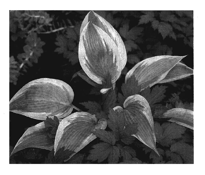Figure 1 of US plant patent PP17311, the photograph of Mourning Dove printed in the patent.