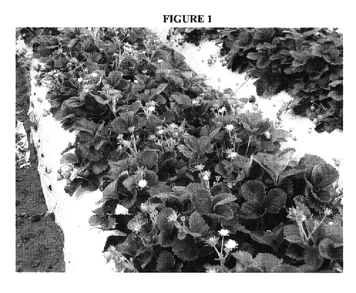 Figure 1 of US plant patent PP17312, the photograph of PS-5016 printed in the patent.