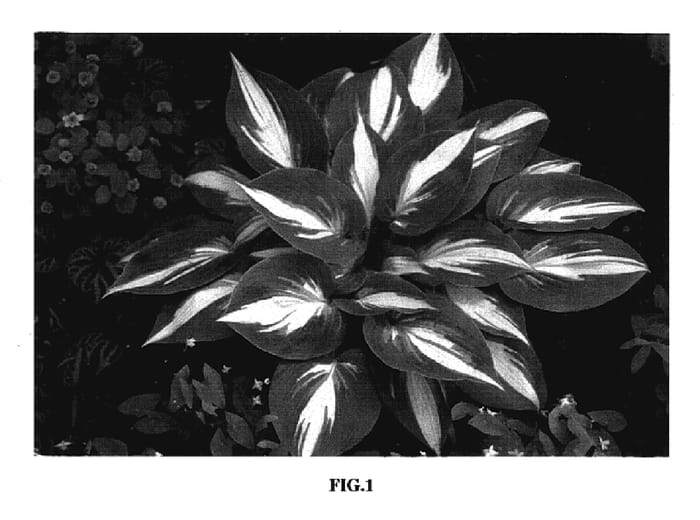Figure 1 of US plant patent PP17313, the photograph of High Society printed in the patent.