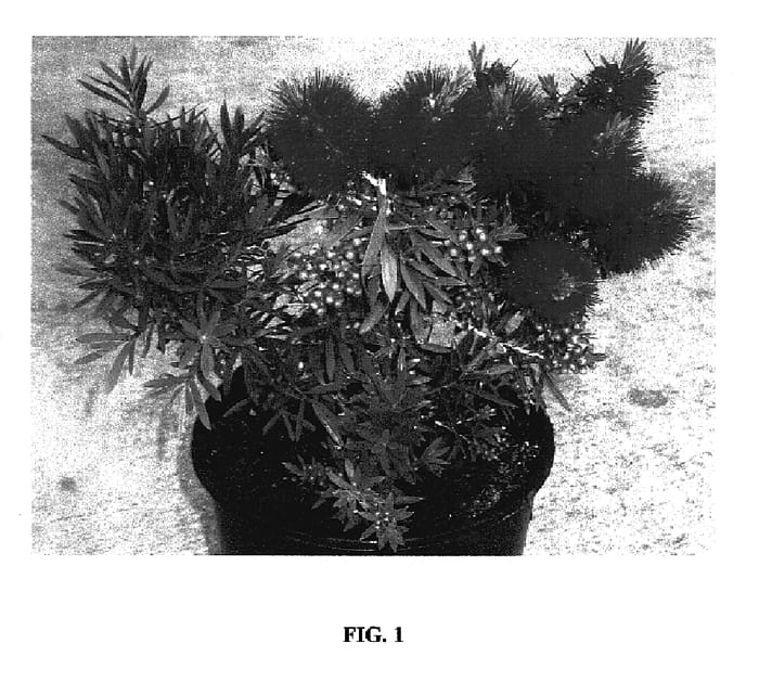 Figure 1 of US plant patent PP17314, the photograph of Matthew Flinders printed in the patent.