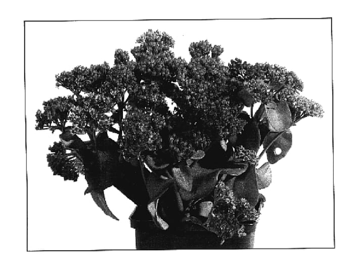 Figure 1 of US plant patent PP17315, the photograph of Picolette printed in the patent.