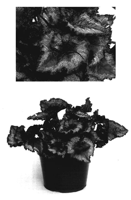 Figure 1 of US plant patent PP17316, the photograph of Taurus printed in the patent.