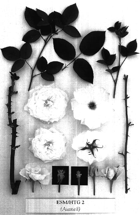 Figure 1 of US plant patent PP17317, the photograph of AUSneil printed in the patent.