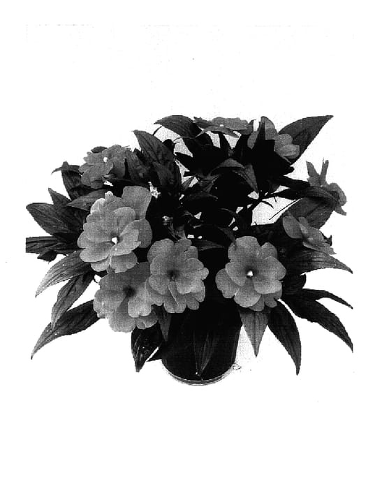 Figure 1 of US plant patent PP17318, the photograph of Odyargos printed in the patent.
