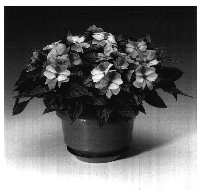 Figure 1 of US plant patent PP17319, the photograph of Ingbicsawi printed in the patent.