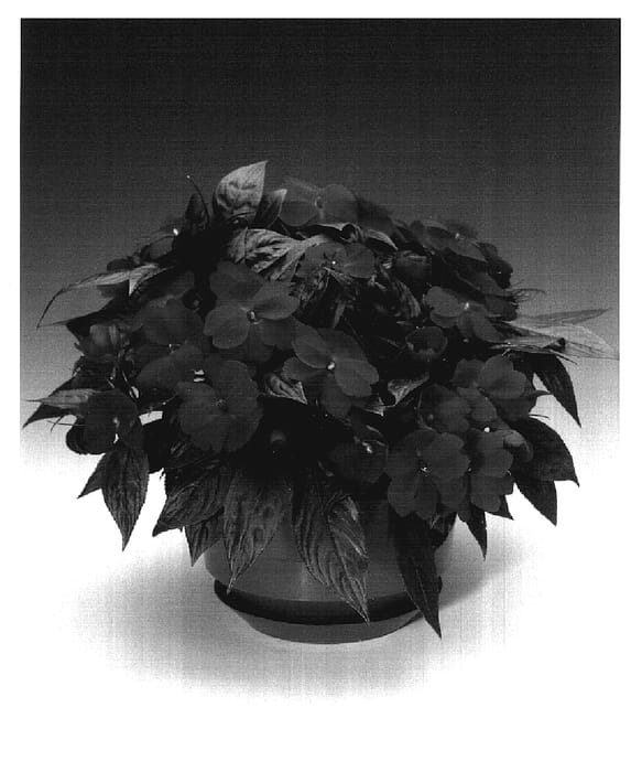 Figure 1 of US plant patent PP17320, the photograph of Ingmage printed in the patent.