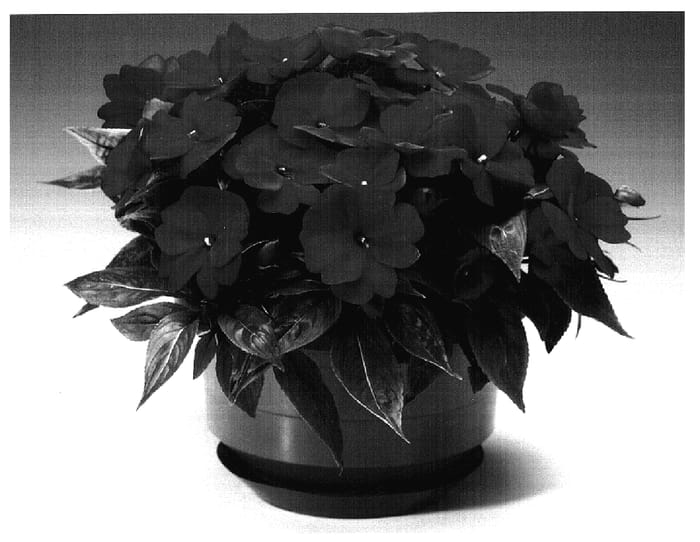 Figure 1 of US plant patent PP17321, the photograph of Ingscartwo printed in the patent.