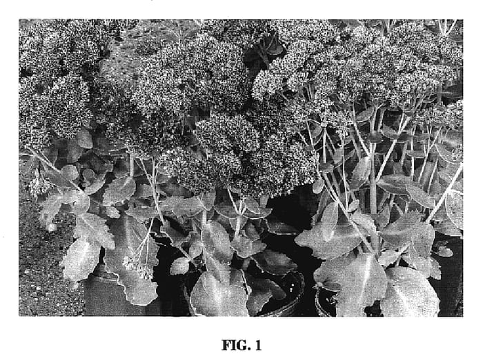 Figure 1 of US plant patent PP17322, the photograph of Jaws printed in the patent.