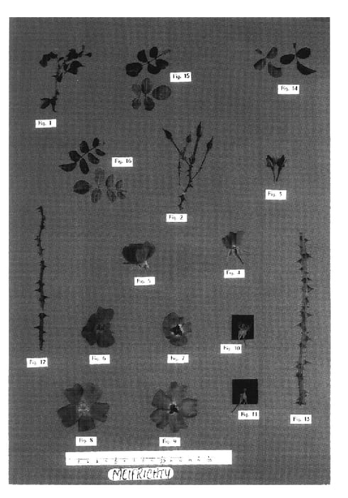 Figure 1 of US plant patent PP17323, the photograph of Meifrichty printed in the patent.