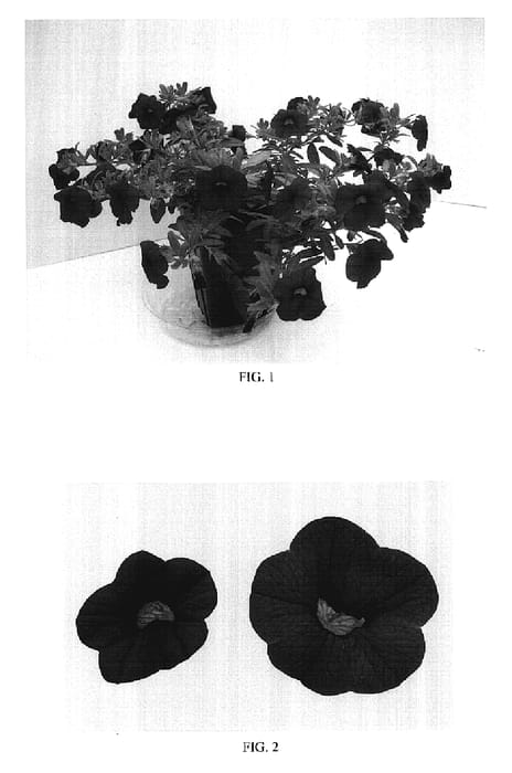 Figure 1 of US plant patent PP17324, the photograph of Balcabcher printed in the patent.