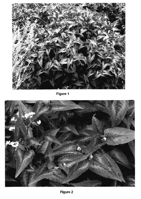 Figure 1 of US plant patent PP17325, the photograph of Chocolate Dragon printed in the patent.