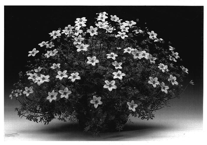 Figure 1 of US plant patent PP17326, the photograph of Bidcomtis printed in the patent.