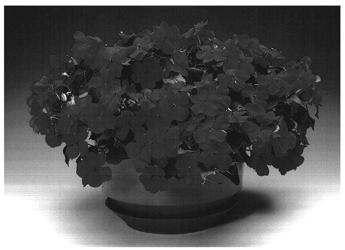 Figure 1 of US plant patent PP17327, the photograph of Imtrared printed in the patent.