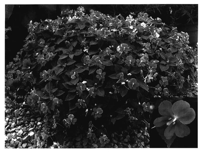 Figure 1 of US plant patent PP17328, the photograph of Butly Depink printed in the patent.
