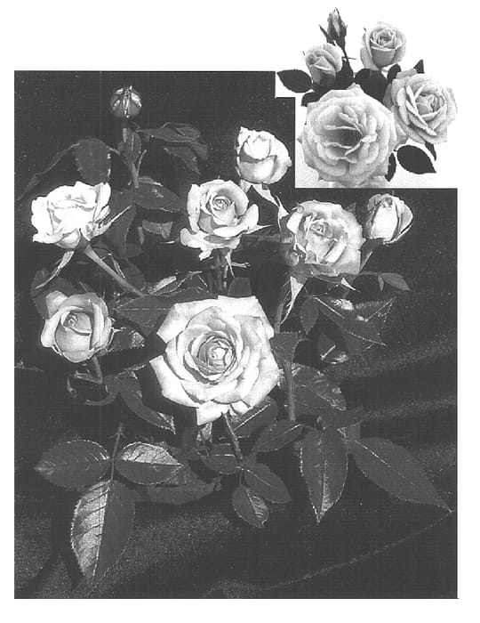 Figure 1 of US plant patent PP17329, the photograph of SAVapam printed in the patent.