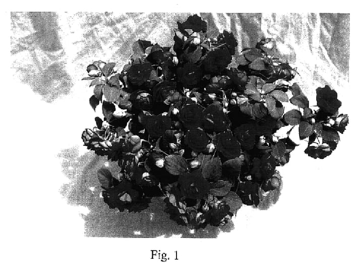 Figure 1 of US plant patent PP17330, the photograph of Cameo Bright Scarlet printed in the patent.