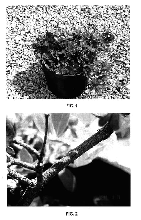 Figure 1 of US plant patent PP17331, the photograph of MNIJ92 printed in the patent.