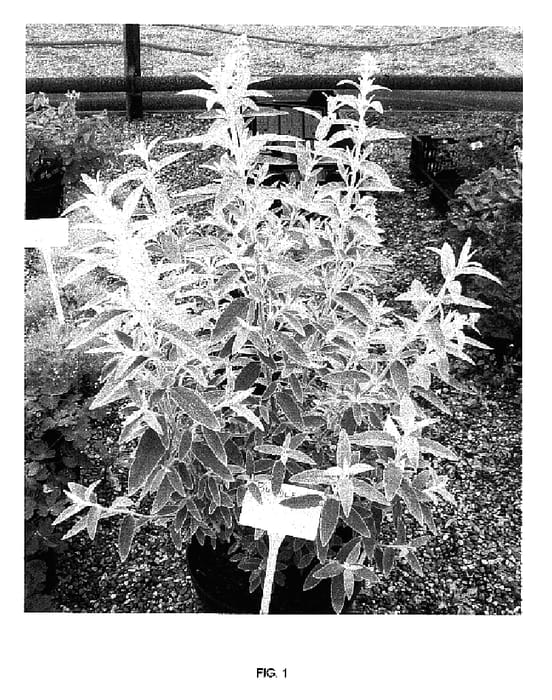 Figure 1 of US plant patent PP17332, the photograph of MORNING MIST printed in the patent.