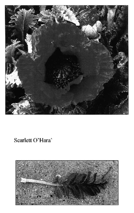 Figure 1 of US plant patent PP17333, the photograph of Scarlet O'Hara printed in the patent.