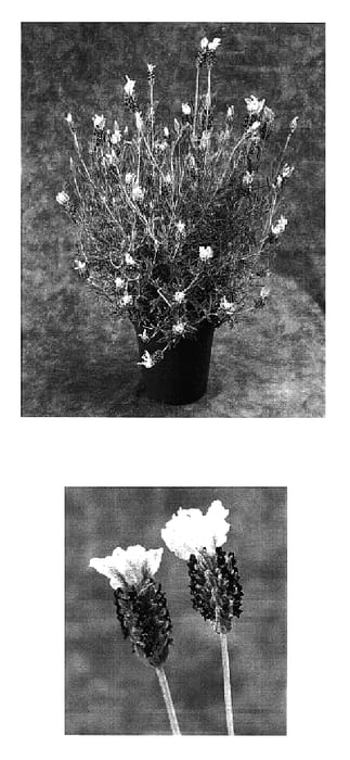 Figure 1 of US plant patent PP17334, the photograph of Cocwob printed in the patent.