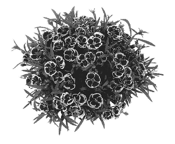 Figure 1 of US plant patent PP17335, the photograph of Margarita printed in the patent.