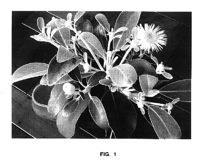 Figure 1 of US plant patent PP17336, the photograph of Hardec printed in the patent.