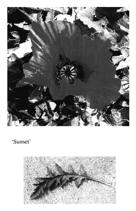 Figure 1 of US plant patent PP17337, the photograph of Sunset printed in the patent.