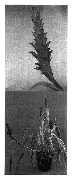 Figure 1 of US plant patent PP17338, the photograph of Red Dragon printed in the patent.
