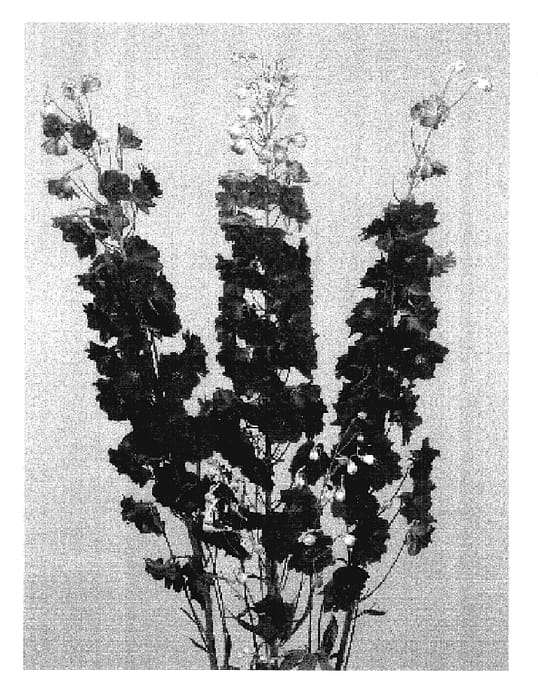 Figure 1 of US plant patent PP17339, the photograph of Barthirty printed in the patent.