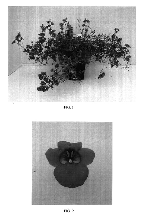 Figure 1 of US plant patent PP17340, the photograph of Balwinorg printed in the patent.