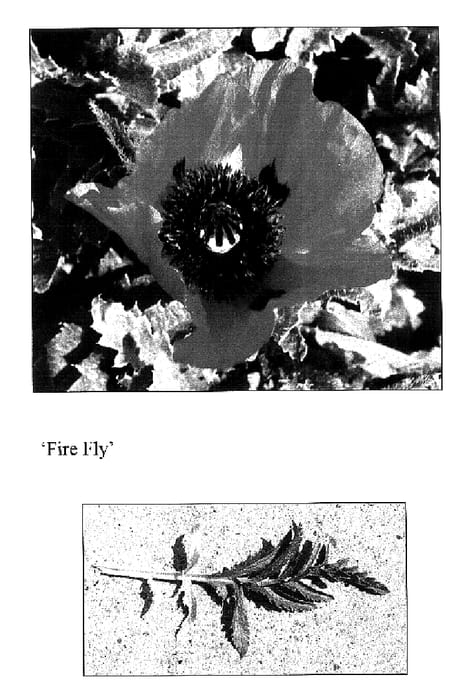 Figure 1 of US plant patent PP17341, the photograph of Firefly printed in the patent.
