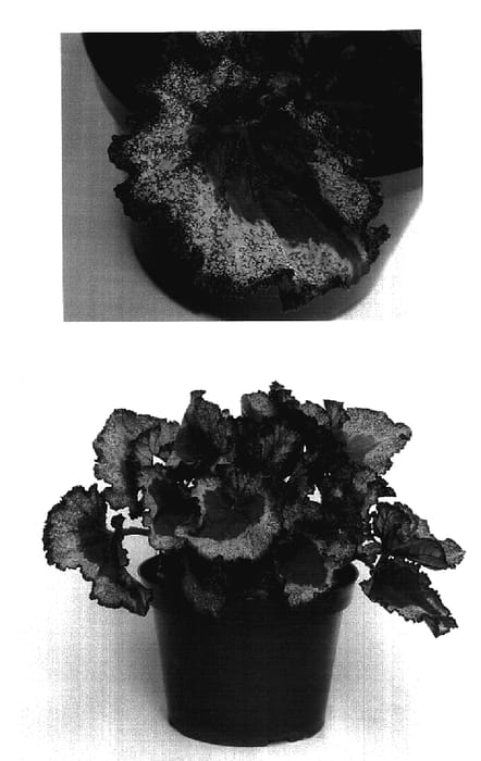 Figure 1 of US plant patent PP17342, the photograph of Libra printed in the patent.