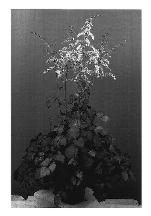 Figure 1 of US plant patent PP17343, the photograph of Beauty of Ernst printed in the patent.
