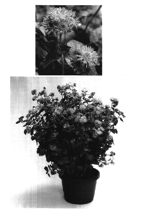 Figure 1 of US plant patent PP17344, the photograph of Sage00591 printed in the patent.